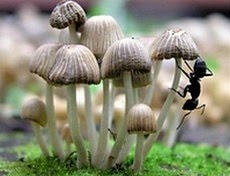 Муравьи-фермеры выращивают грибы