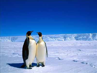 01_pinguins.jpeg