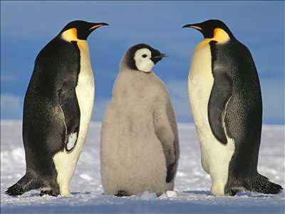 02_pinguins.jpeg