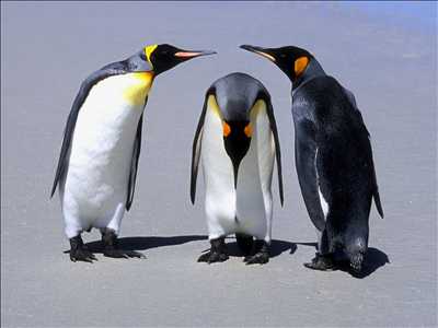 09_pinguins.jpeg