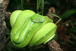 250px-Green Python Berlin Zoo